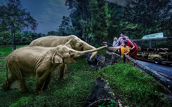 Night Safari là vườn thú đêm đầu tiên trên thế giới