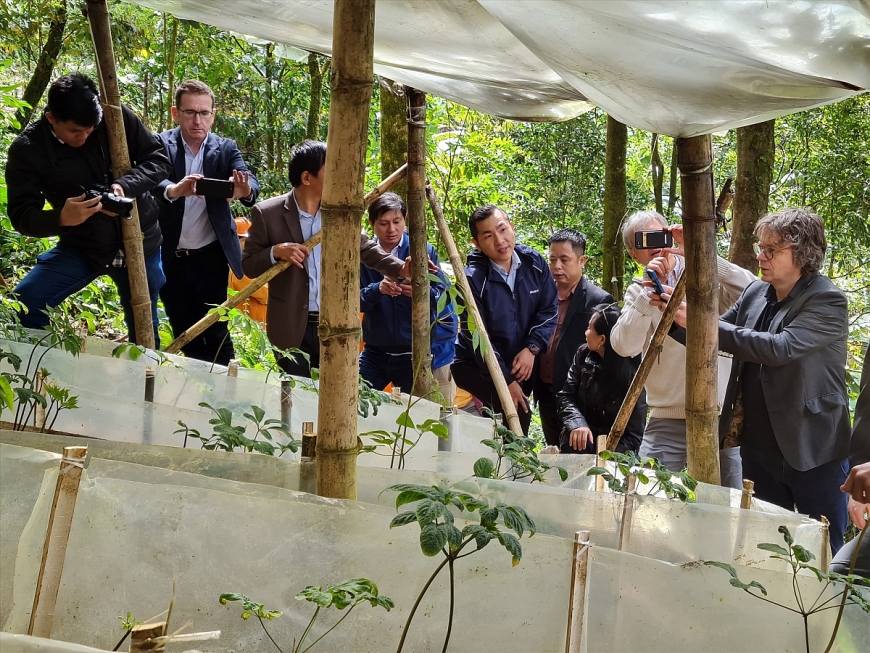 chứng kiến quá trình trồng vào phát triển của sâm Ngọc Linh giữa đại ngàn là một trải nghiệm thú vị