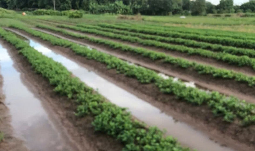 Cánh đồng trồng dược liệu khi chưa bị thu hồi.