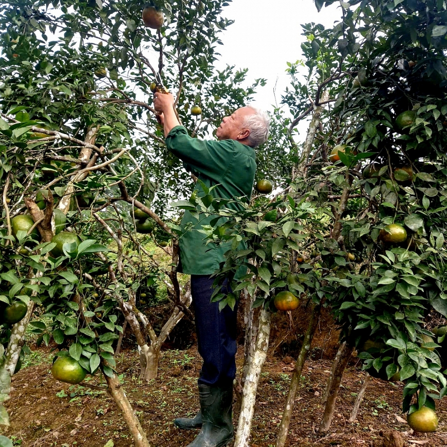 Đảng viên cao tuổi hiến ngàn mét vuông đất xây dựng nông thôn mới