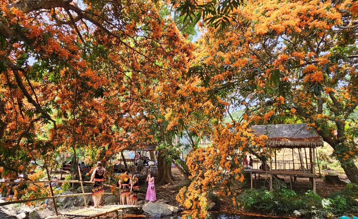 Tỉnh Bình Định: Ngày hội thưởng ngoạn hoa trang suối Tà Má