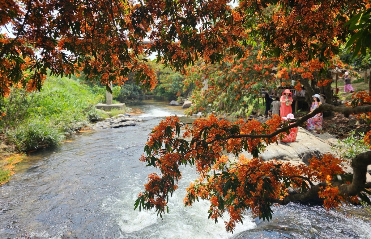 Tỉnh Bình Định: Ngày hội thưởng ngoạn hoa trang suối Tà Má