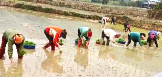 CLB LTHTGN thôn Cò, xã Minh Thanh giúp nhau cấy vụ đông Xuân Ât Tỵ