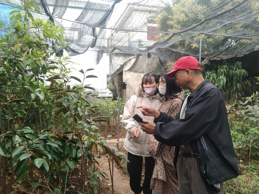 “Ông trùm cây giống” ở Cổ Đô