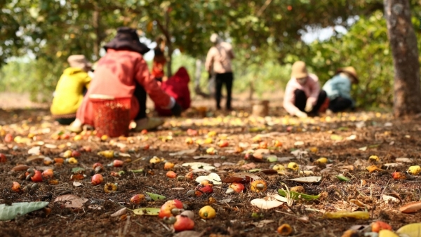 Mùa nhặt vàng ở vườn điều