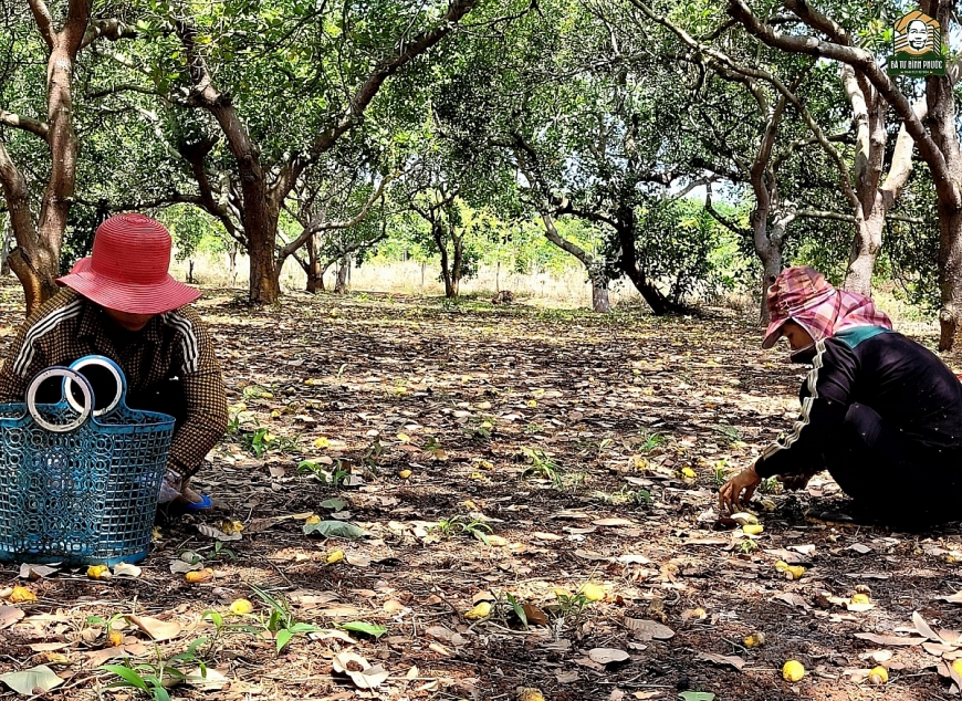 Mùa nhặt vàng ở vườn điều