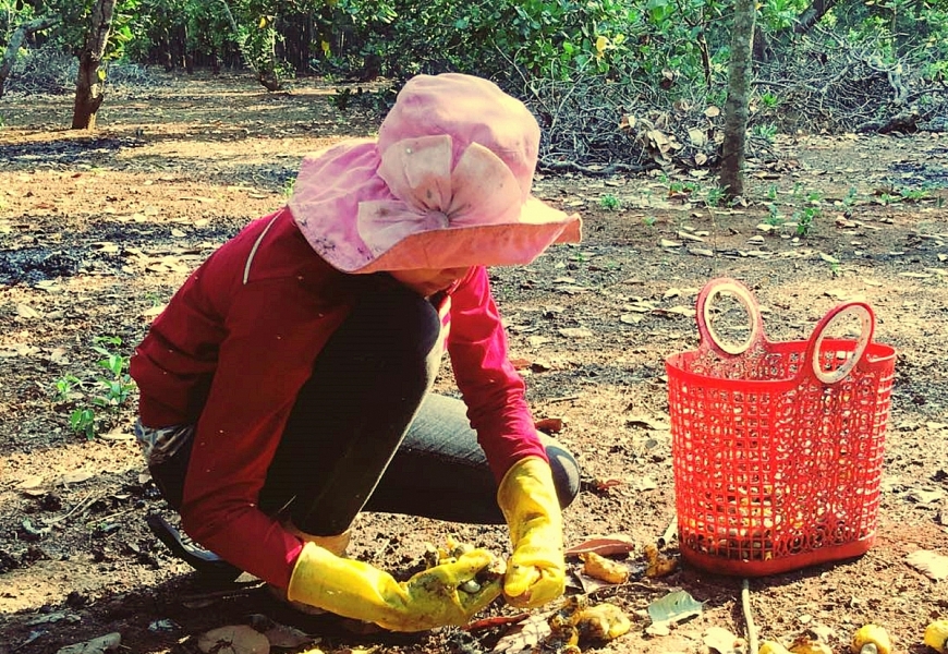 Mùa nhặt vàng ở vườn điều