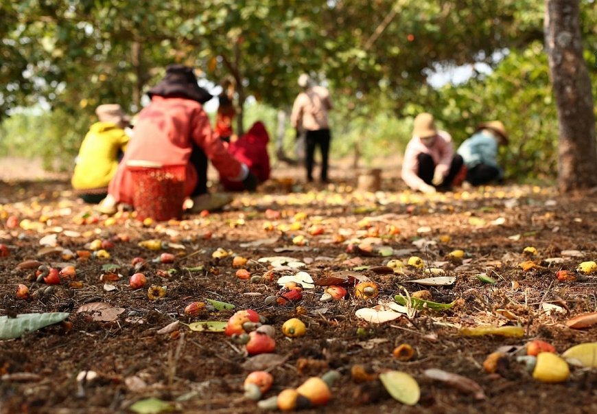Các nhân công đến đây thu hoạch điều thuê chủ yếu đi cả gia đình
