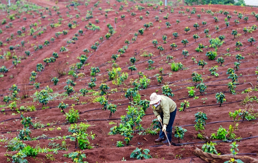 Phát triển cà phê xứ lạnh, nâng tầm giá trị cà phê Việt Nam