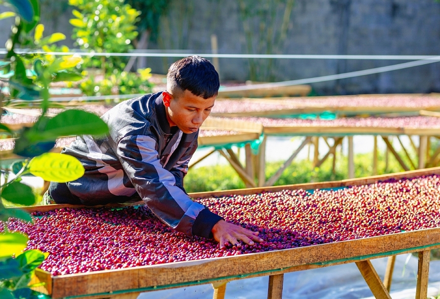 Phát triển cà phê xứ lạnh, nâng tầm giá trị cà phê Việt Nam