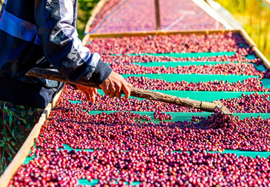 Phát triển cà phê xứ lạnh, nâng tầm giá trị cà phê Việt Nam