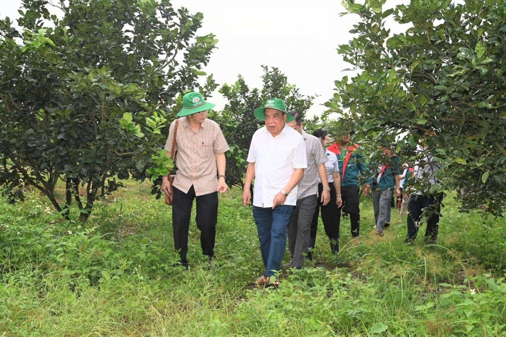Nhiều NCT còn sức khỏe vẫn lao động sản xuất, hỗ trợ con cháu cùng làm giàu cho gia đình và đóng góp cho xã hội