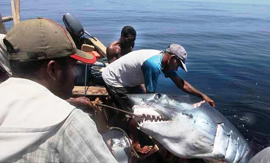 Nghề câu cá mập đại dương