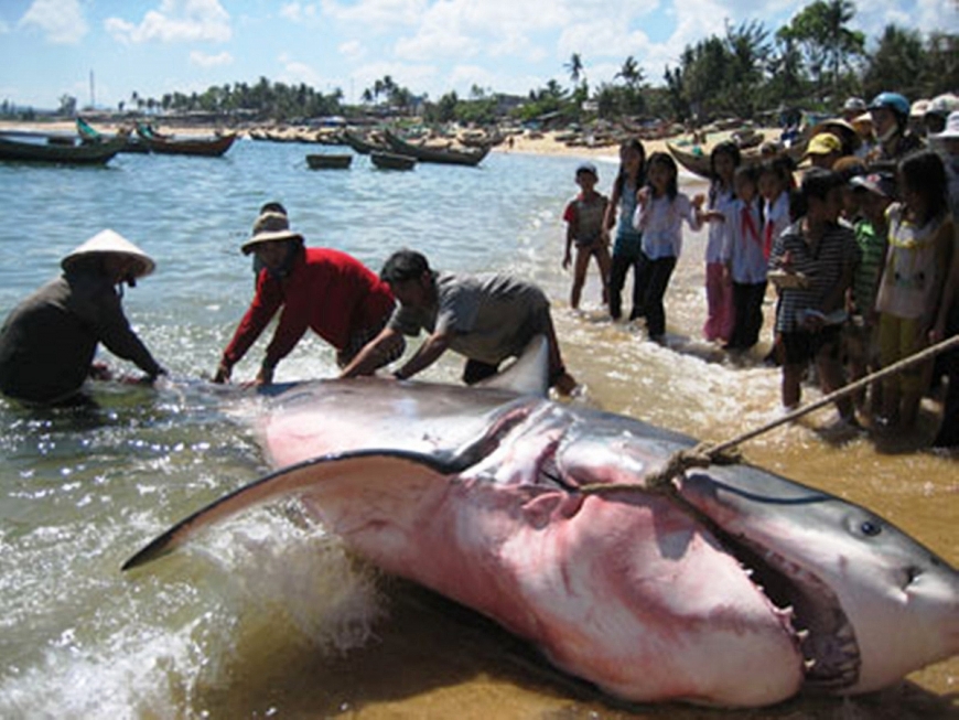 Nghề câu cá mập đại dương