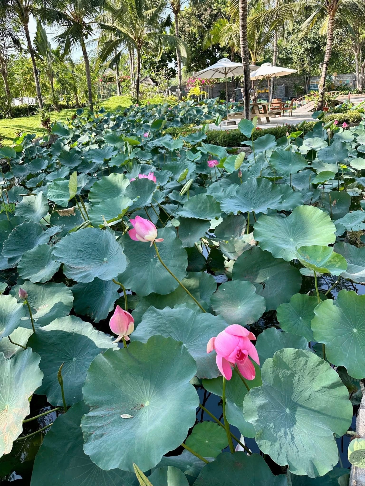 Du lịch Bình Thuận: Lộ trình xanh hóa đến phát triển bền vững