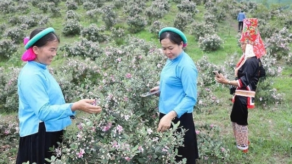 Rộn ràng Lễ hội hoa sim biên giới 2025