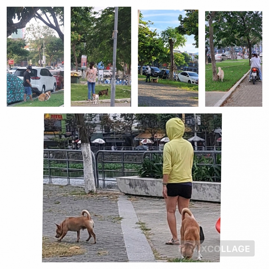 Thản nhiên dắt chó đến bờ hồ cho đái, ị!