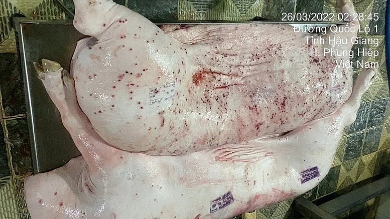 Hình ảnh tố cáo heo bệnh của CP Việt Nam vẫn được đóng dấu kiểm dịch lưu hành sản phẩm năm 2022