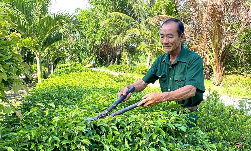 Ông Phạm Trọng Tiến chăm sóc hàng rào cây xanh, tạo cảnh quan xanh - sạch - đẹp quanh nhà..