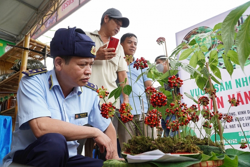 Sâm Ngọc Linh khi được đưa vào phiên chợ phải được kiểm tra kĩ càng.