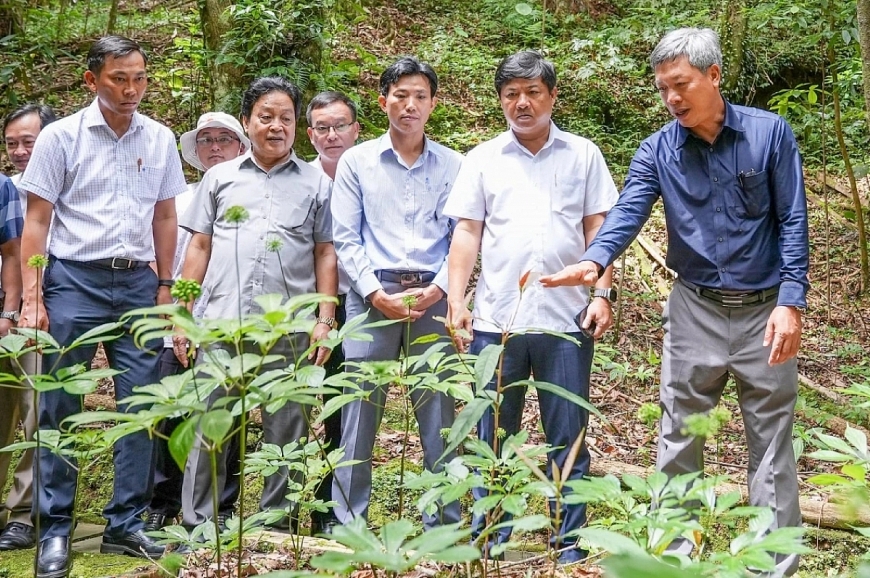 Người soi sâm Ngọc Linh