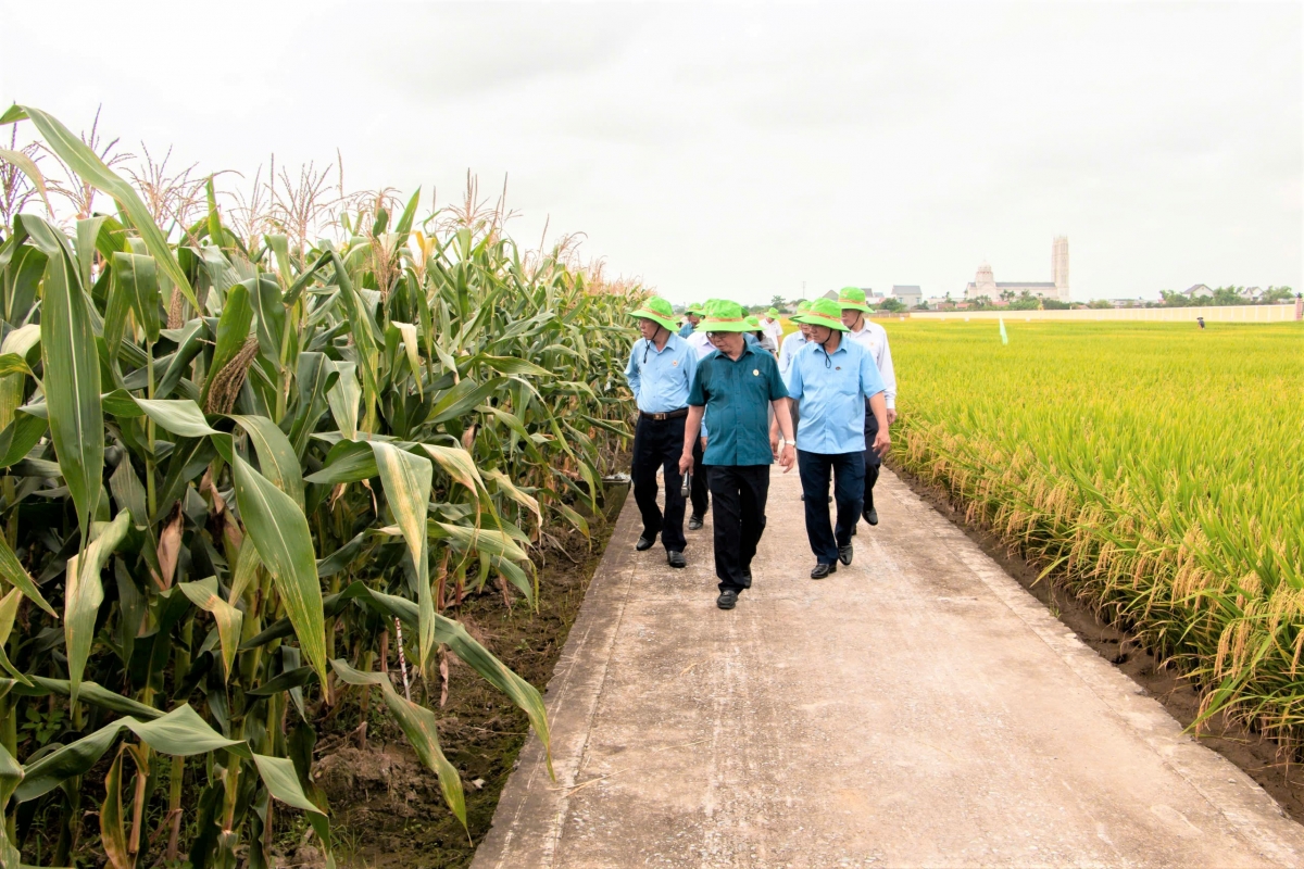 Anh hùng Lao động Trần Mạnh Báo: Dày công “gieo hạt” và gặt hái “mùa vàng”