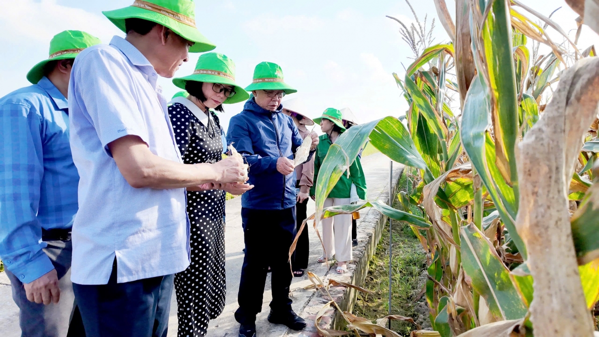 Anh hùng Lao động Trần Mạnh Báo: Dày công “gieo hạt” và gặt hái “mùa vàng”