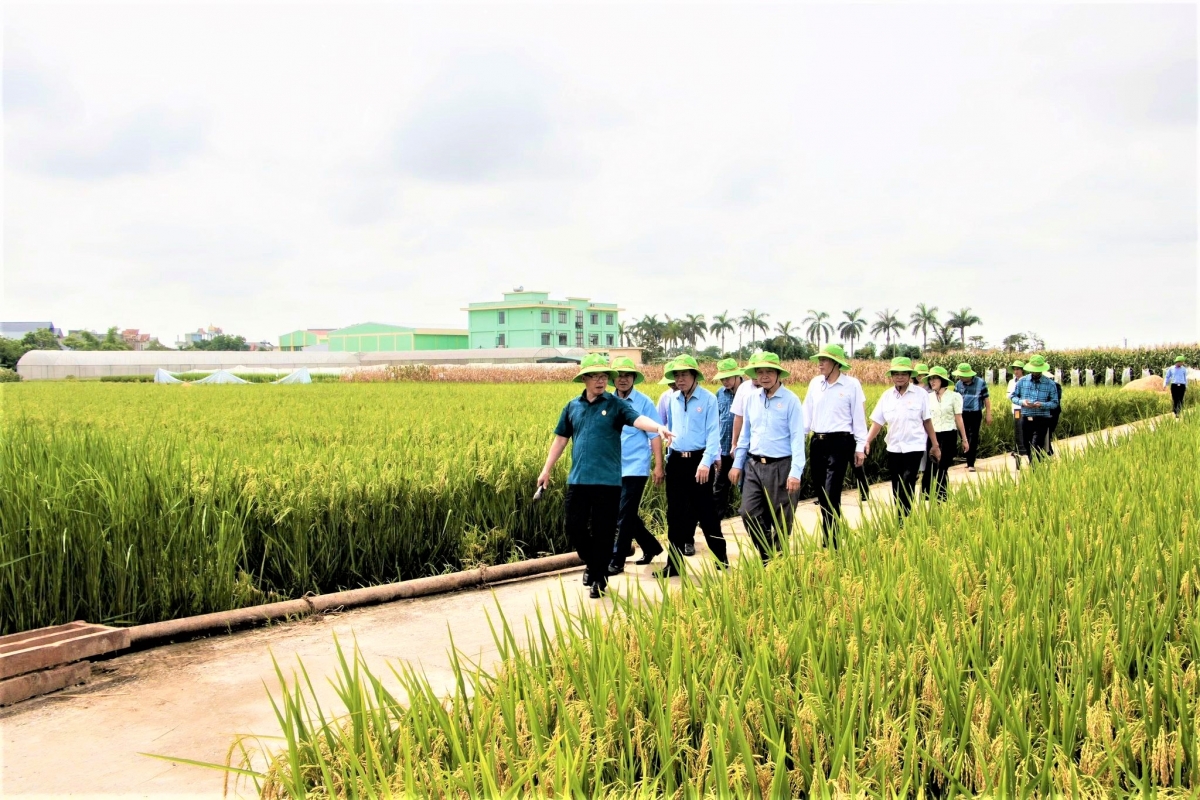 Anh hùng Lao động Trần Mạnh Báo: Dày công “gieo hạt” và gặt hái “mùa vàng”