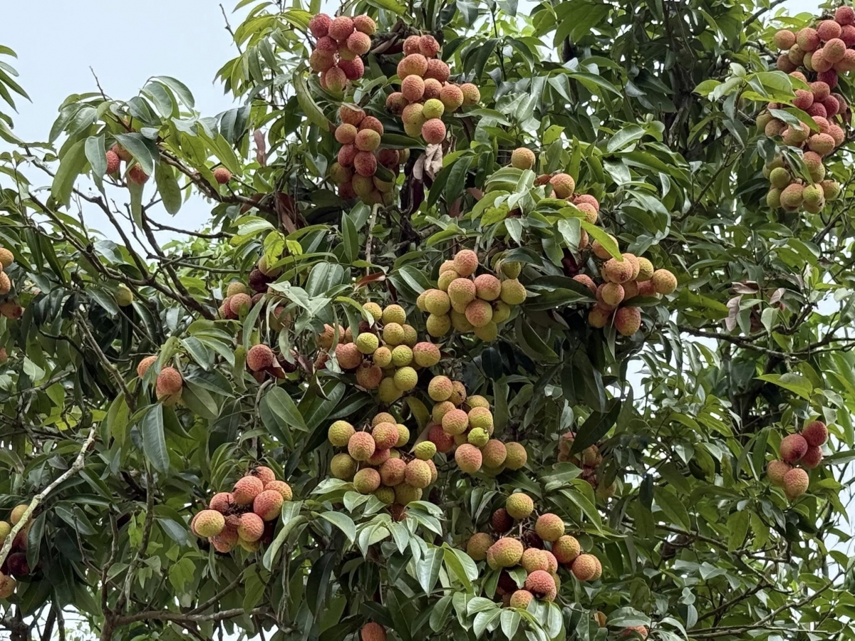 Anh hùng Lao động Trần Mạnh Báo: Dày công “gieo hạt” và gặt hái “mùa vàng”
