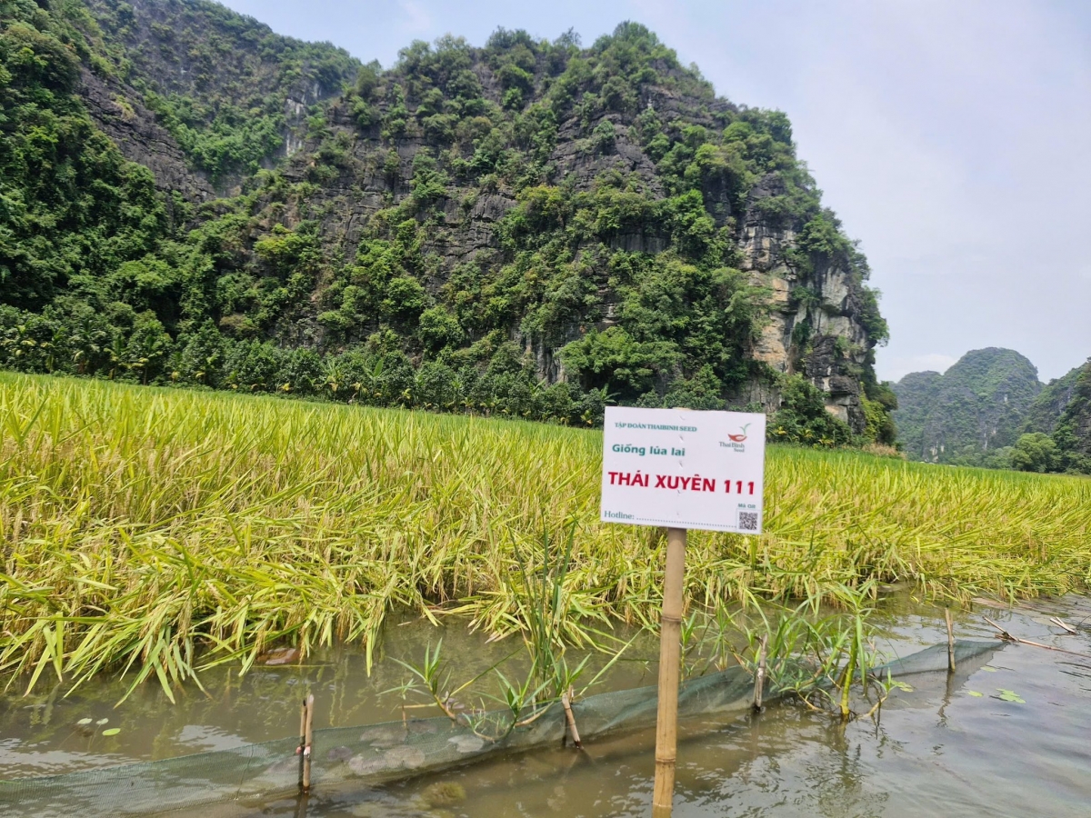 Anh hùng Lao động Trần Mạnh Báo: Dày công “gieo hạt” và gặt hái “mùa vàng”