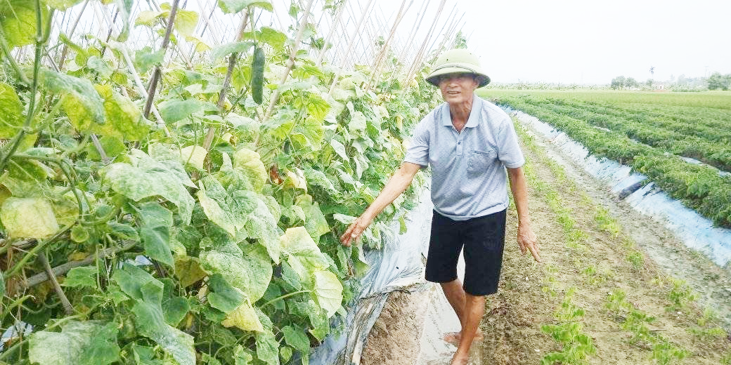 Ông Đặng Văn Điểm bên ruộng dưa chuột của gia đình.