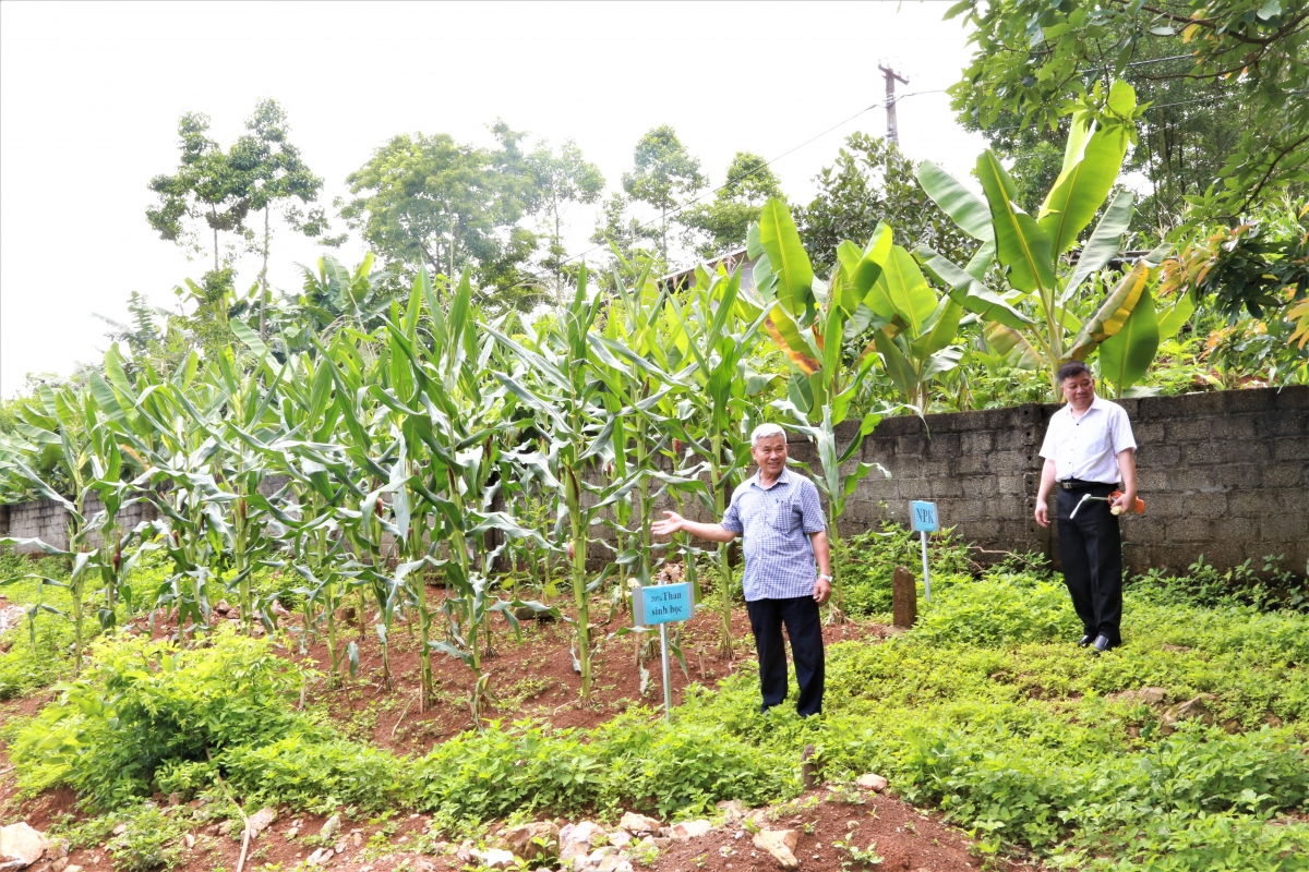 Vườn ngô thử nghiệm trồng than sinh học cho năng suất vượt trội