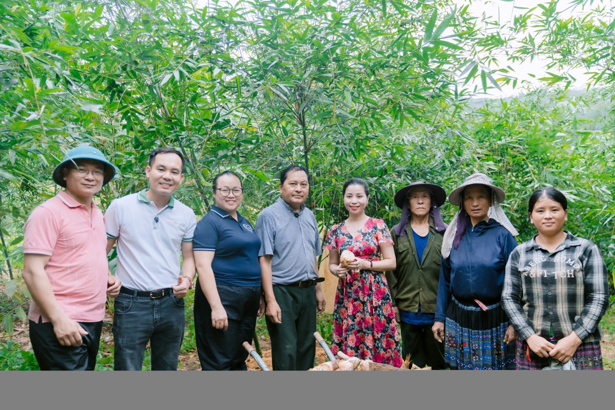 Làm giàu từ trồng măng lục trúc