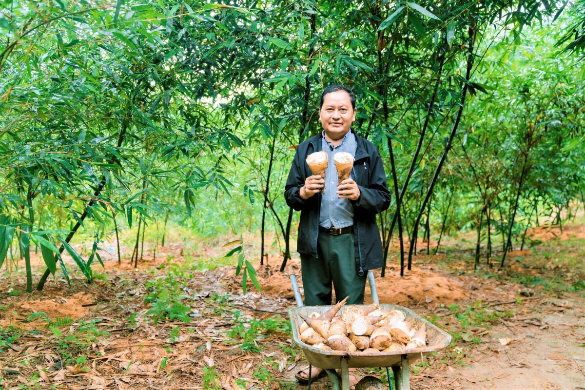 Làm giàu từ trồng măng lục trúc