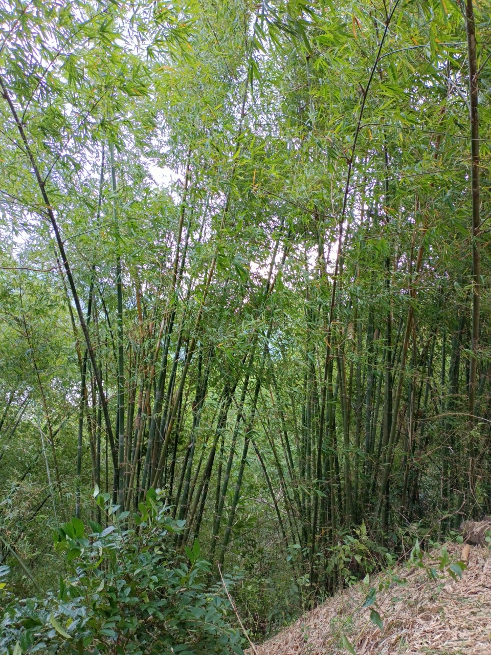 Người cao tuổi mong được Hội đồng xét xử phúc thẩm xem xét toàn diện nội dung vụ án