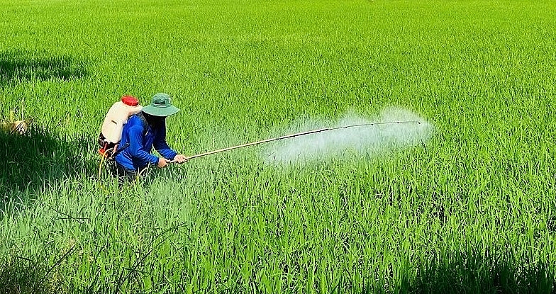 Nông dân huyện Vĩnh Lợi sử dụng phân vi sinh phun xịt cho cây lúa