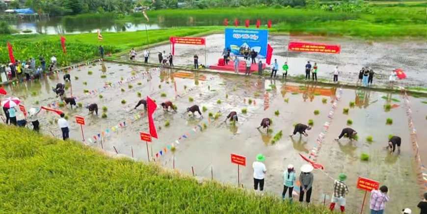 .                    Hội thi cấy tại Lễ hội xuống đồng năm 2025 .       