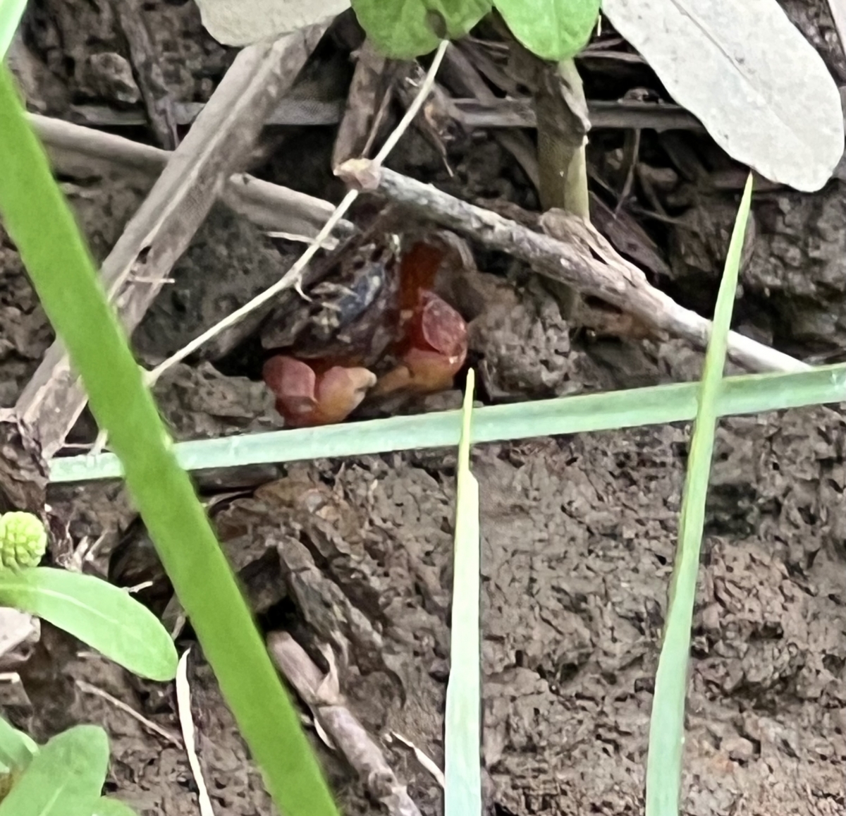 Hai ông thông gia làm giàu từ nuôi cáy