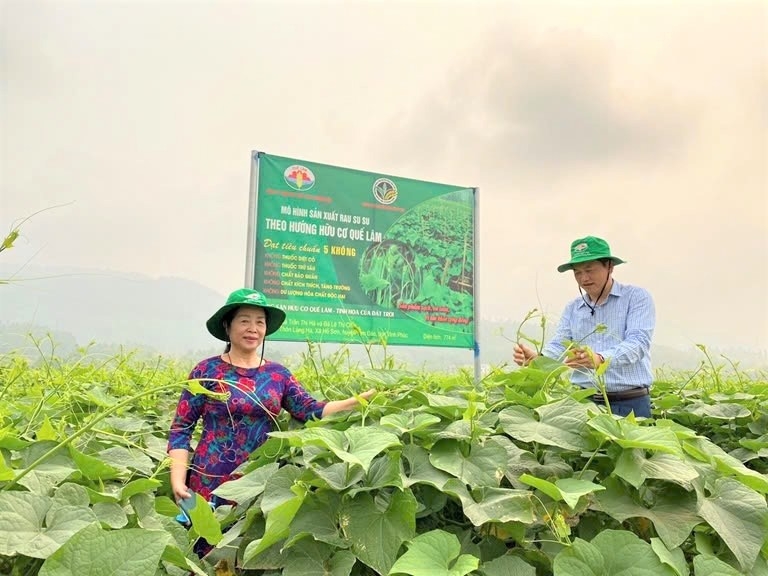 Mô hình sản xuất nông nghiệp hữu cơ do Tập đoàn Quế Lâm phối hợp thực hiện