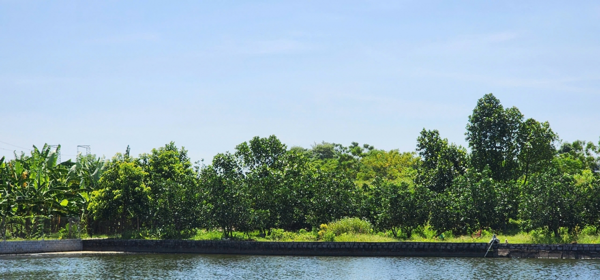 Người cao tuổi làm giàu từ mô hình trang trại tổng hợp