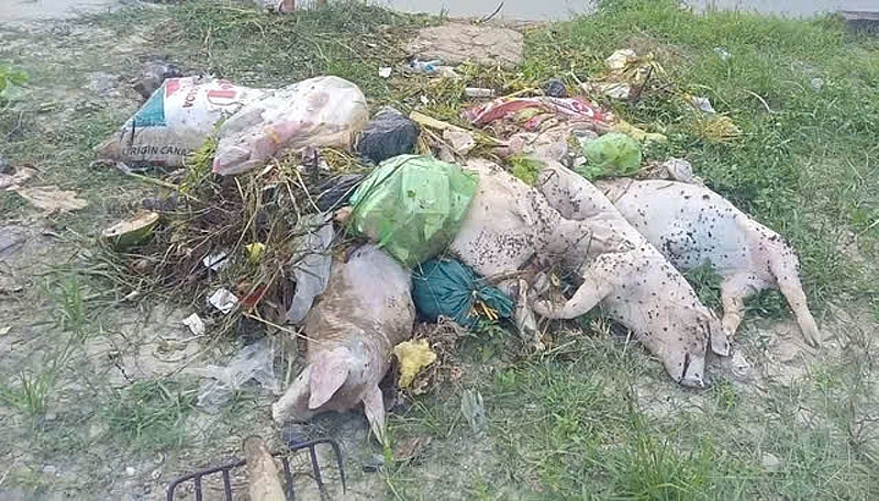 Hơn 100 xác lợn chết xuất hiện trên kênh, mương thủy lợi ở Thanh Hóa