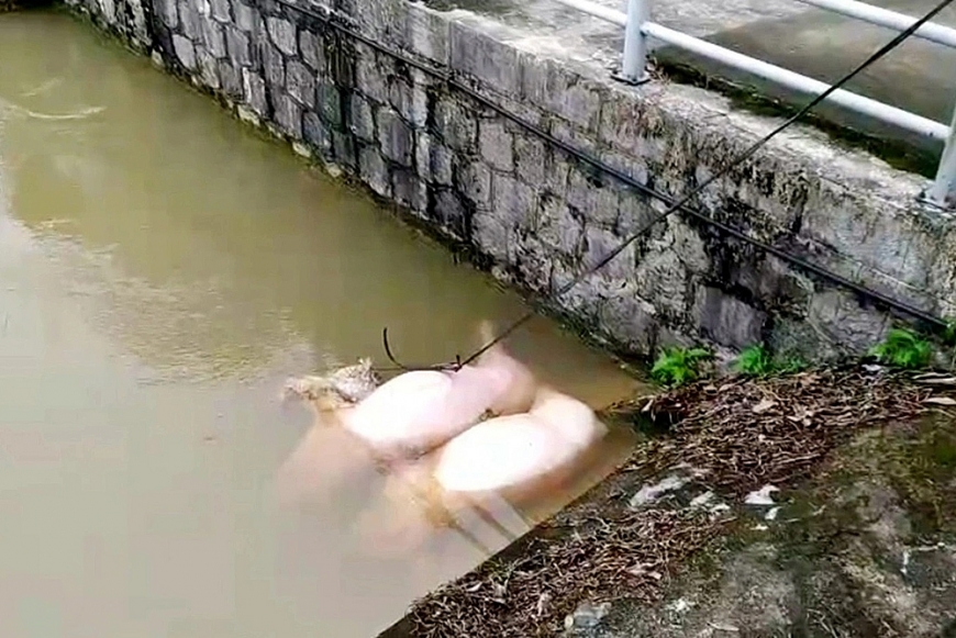 Hơn 100 xác lợn chết trên kênh, mương thủy lợi ở Thanh Hóa