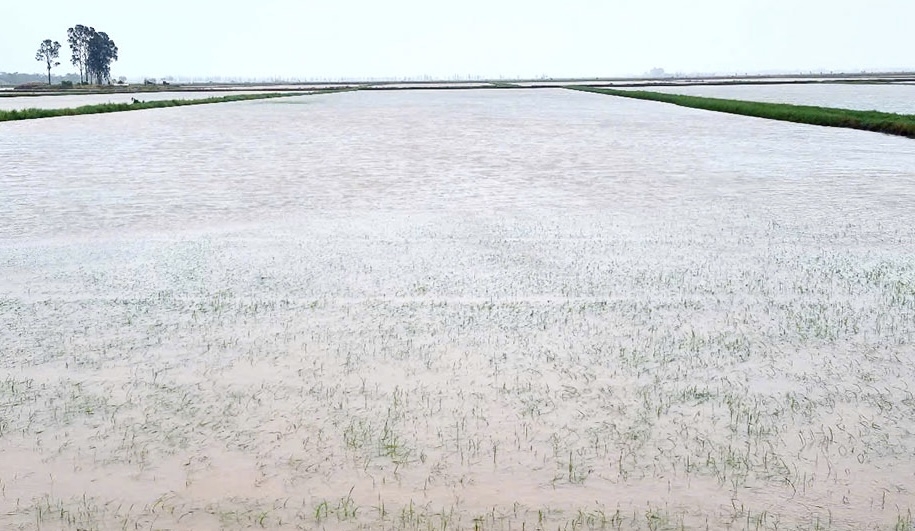 Diện tích lúa tại tỉnh Ninh Bình bị ngập nặng do bão số 3