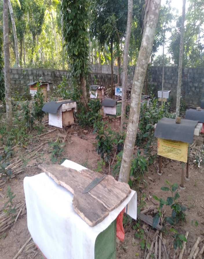 Khu vườn nuôi ong của gia đình ông Nguyễn Văn Tiến