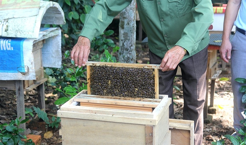 Nghề nuôi ong yêu cầu phải tỉ mỉ và cẩn thận