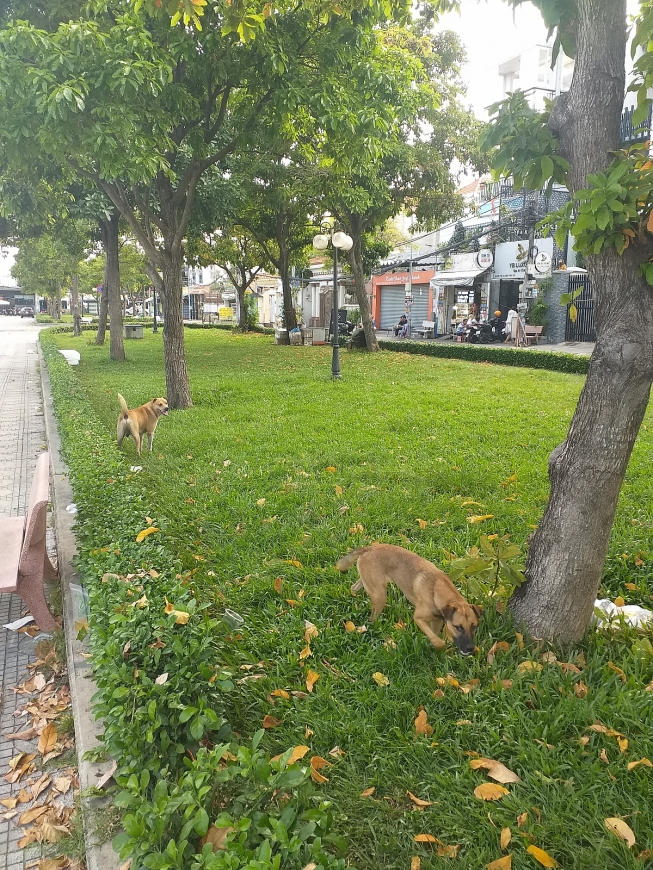 Vườn hoa công viên đâu phải là nơi cho… chó đi vệ sinh?