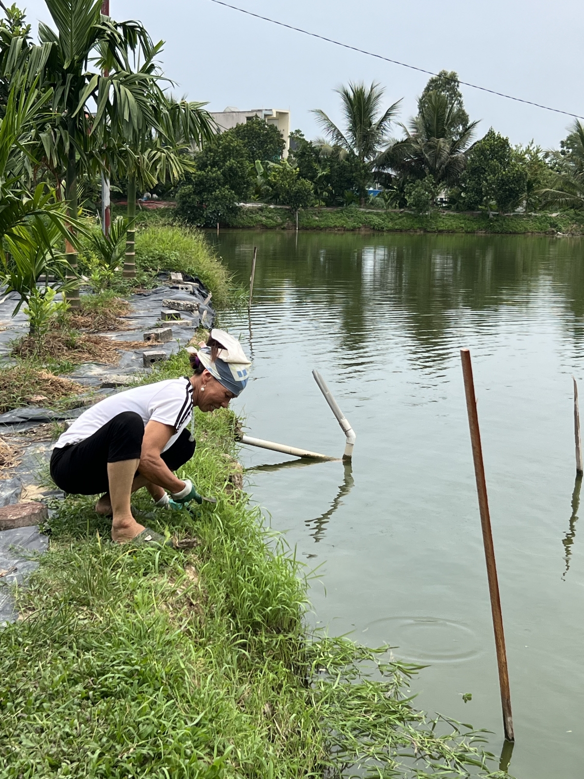 Trong ao nuôi tôm thẻ, ông Minh thả số lượng nhỏ cá trắm cỏ để tận dụng lượng cỏ trên bờ