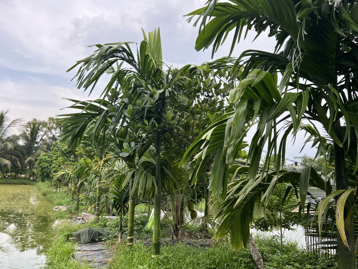 750 gốc cau vừa để tăng nguồn thu nhập, vừa để lấy bóng mát cho ao nuôi tôm thẻ