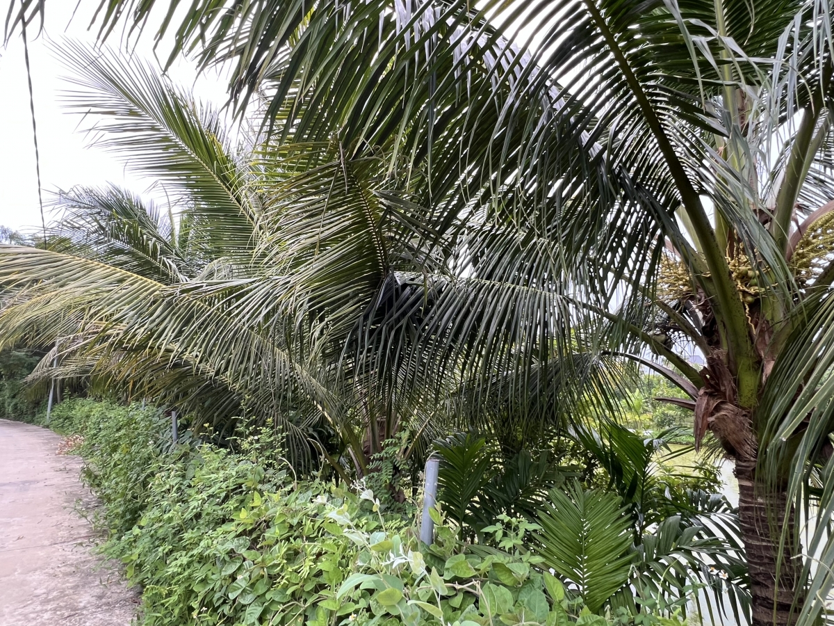 150 gốc dừa trồng trên bờ ao nuôi tôm thẻ đã bắt đầu cho thu hoạch