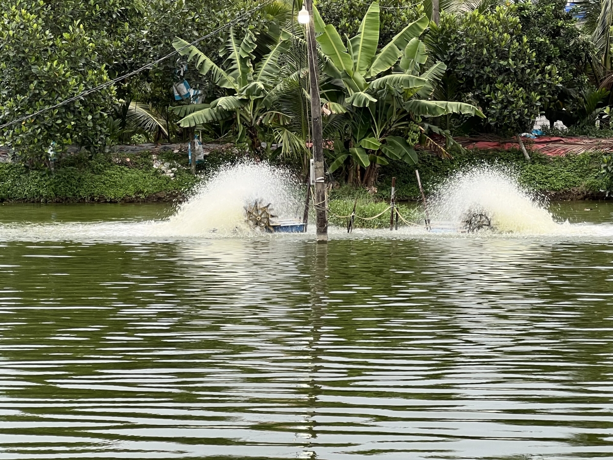 Hệ thống quạt nước để hòa tan oxy được ông Minh bố trí 3 điểm trên mặt ao nuôi tôm thẻ